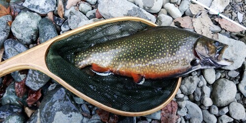 トラウトの釣果