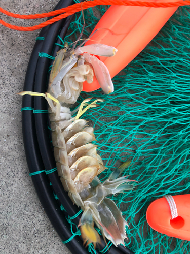 シャコの釣果