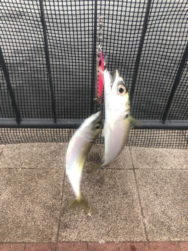 サバの釣果