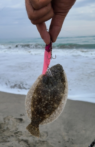 ソゲの釣果