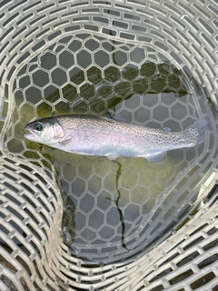 ニジマスの釣果