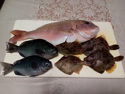 マダイの釣果