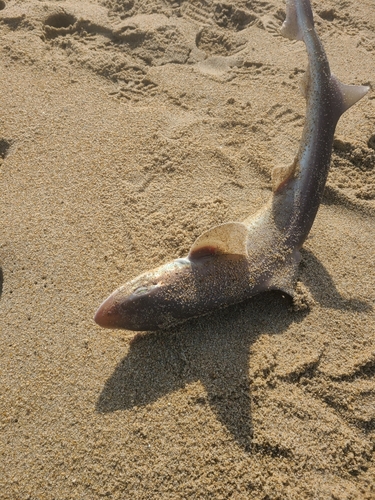 サメの釣果