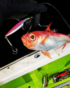 キンメダイの釣果