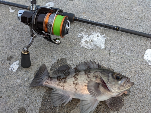 メバルの釣果