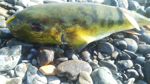 シロサバフグの釣果