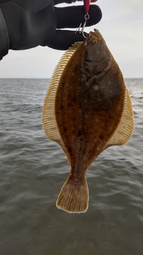 カレイの釣果