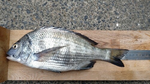 クロダイの釣果