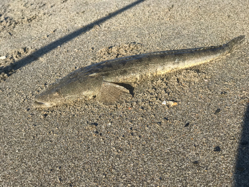 マゴチの釣果