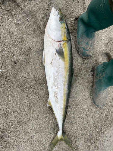 ブリの釣果