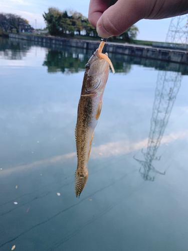 ハゼの釣果