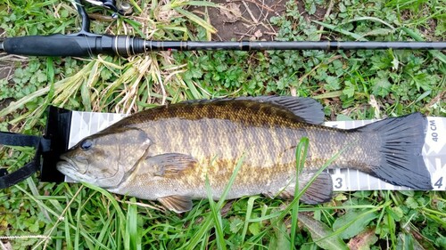 スモールマウスバスの釣果