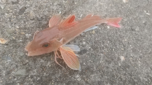 カナガシラの釣果