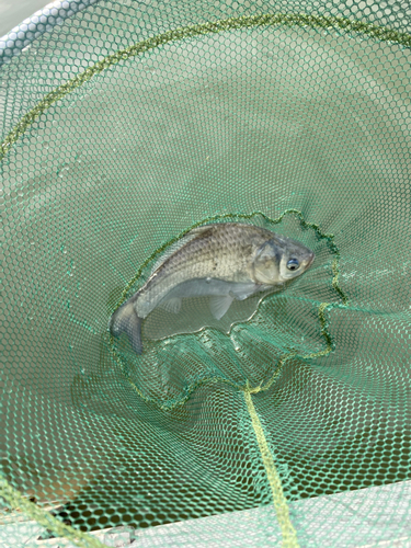 ヘラブナの釣果