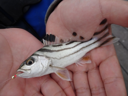 コトヒキの釣果