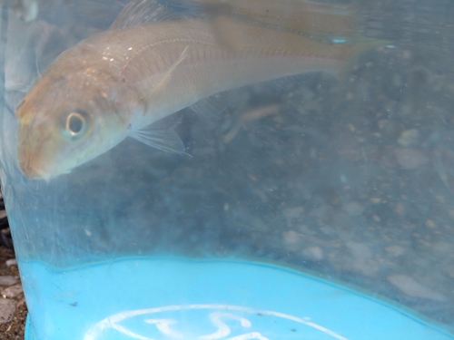 シロギスの釣果