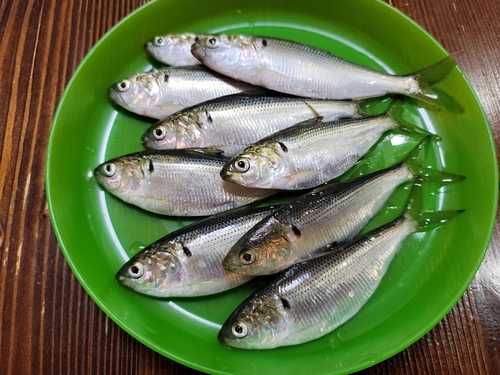 コハダの釣果