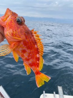 アヤメカサゴの釣果