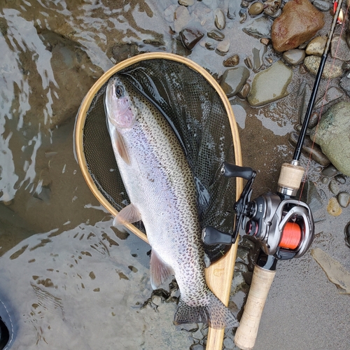 ニジマスの釣果