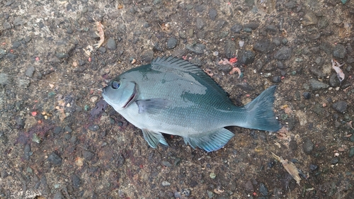 メジナの釣果