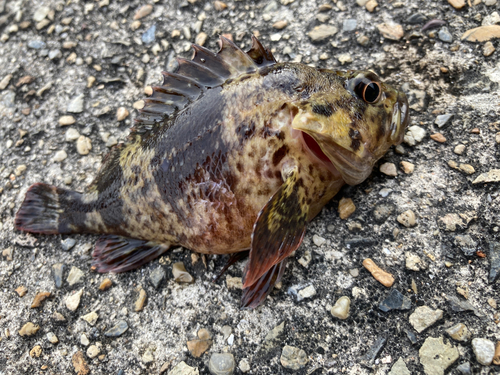 タケノコメバルの釣果