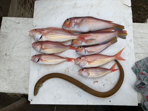 アマダイの釣果