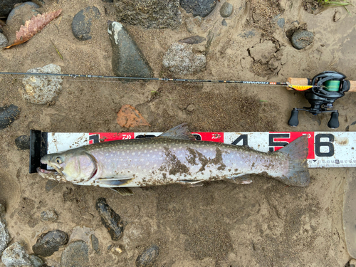 アメマスの釣果