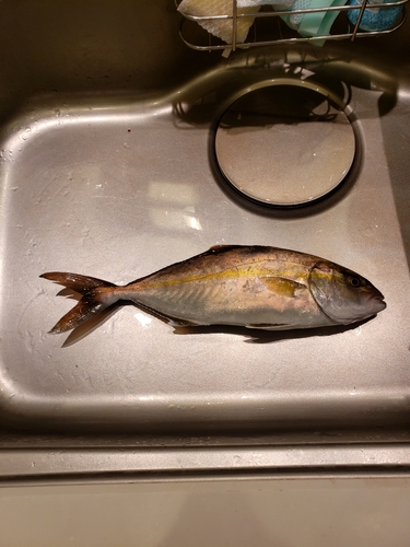 ショゴの釣果