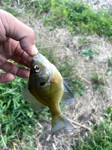 ブルーギルの釣果