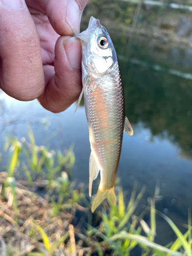 オイカワの釣果