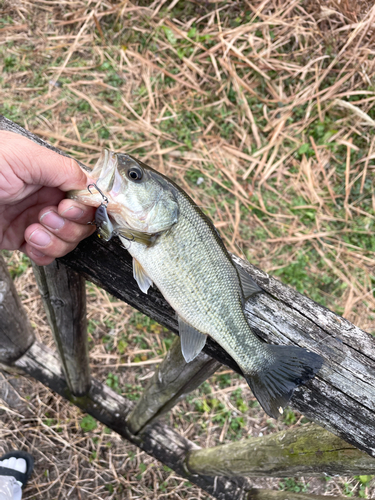 ラージマウスバスの釣果