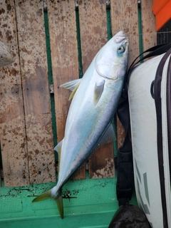 ハマチの釣果