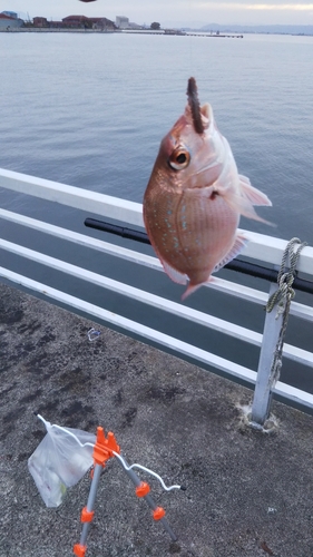 キスの釣果