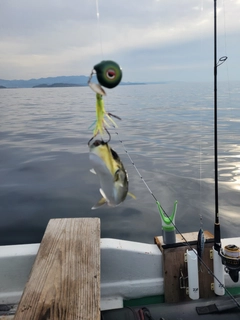 シロサバフグの釣果