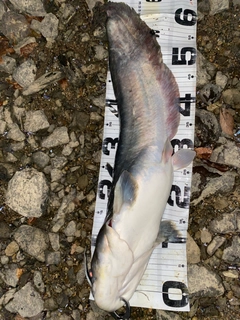ビワコオオナマズの釣果