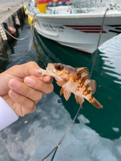 メバルの釣果