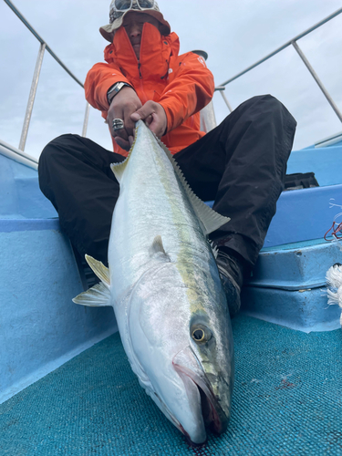 ワラサの釣果