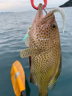 オオモンハタの釣果