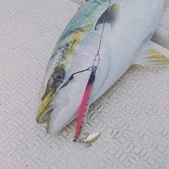 イナダの釣果