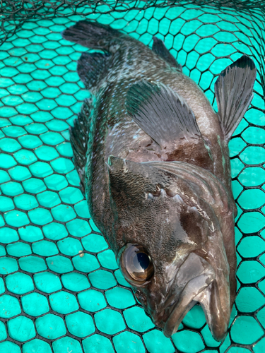 マゾイの釣果