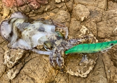 アオリイカの釣果