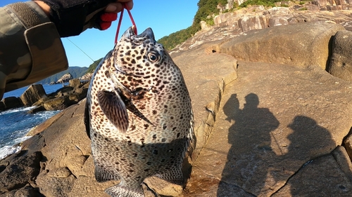 イシガキダイの釣果