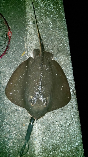 エイの釣果