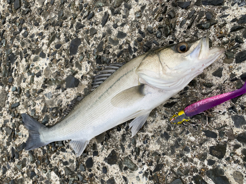 シーバスの釣果