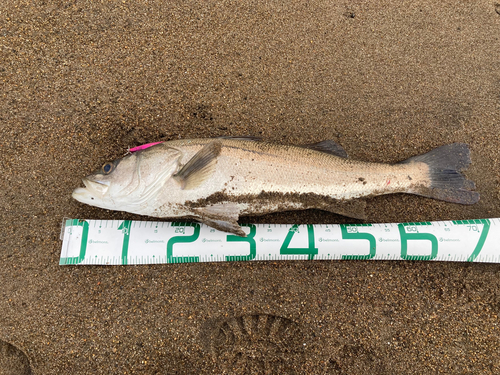 スズキの釣果