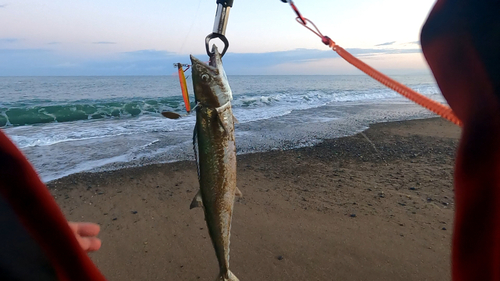 サゴシの釣果