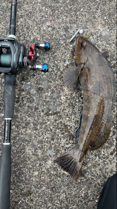 アイナメの釣果