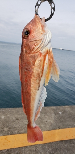 カナガシラの釣果