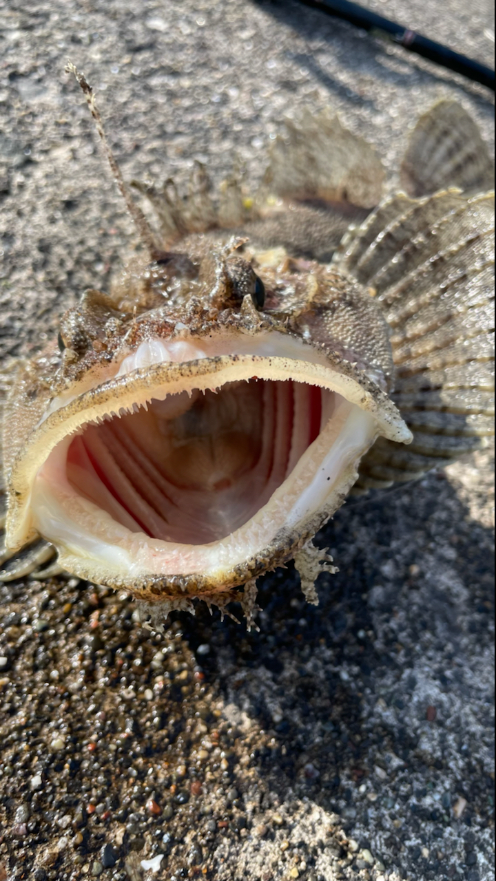 トウベツカジカ