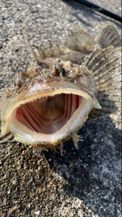 トウベツカジカの釣果